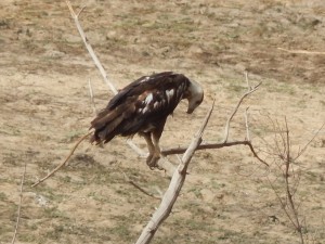 Vulture