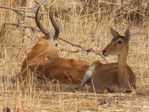 Deer-like Things