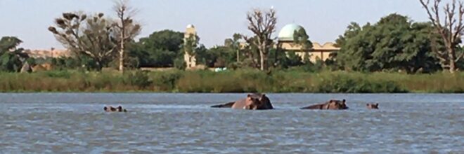 The Fruit Friend and Dancing Hippos